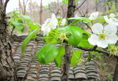 梨树 梨花 春天图片
