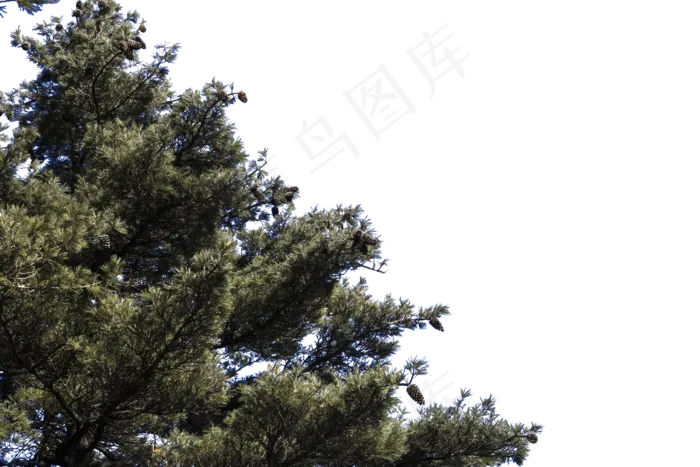 高耸如云挺拔的松树(2400*1600px 300 dpi )psd模版下载