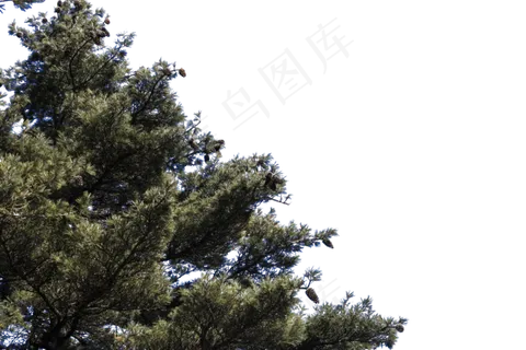 高耸如云挺拔的松树