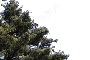 高耸如云挺拔的松树