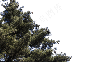 高耸如云挺拔的松树