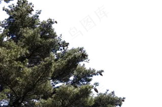 高耸如云挺拔的松树