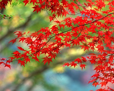 枫树叶 树叶红色图片