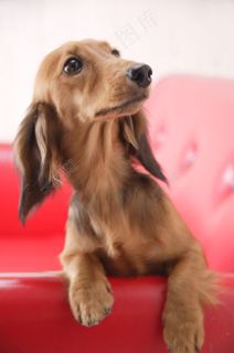 宠物狗041图片