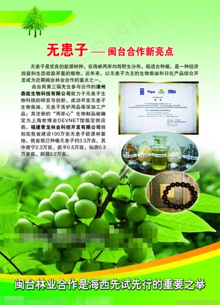 林业无患子模板下载