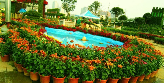 菊花展览图片