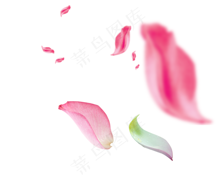 透明花瓣