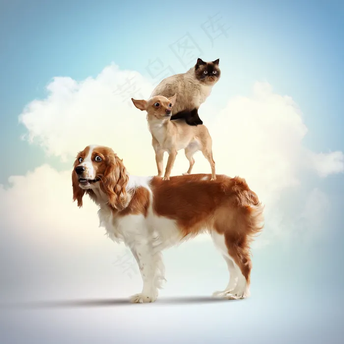 可爱猫咪与可爱小狗图片