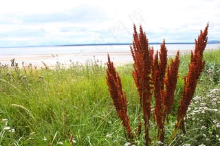 苏格兰莫尼菲斯滩外图片