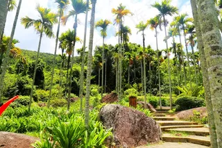 呀诺达雨林图片