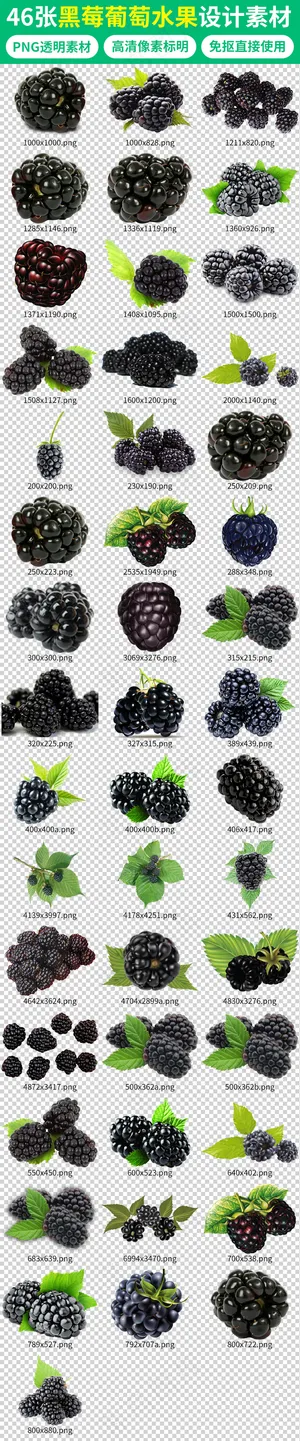 新鲜黑莓葡萄黑提水果设计素材