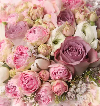 粉色玫瑰花静物设计素材