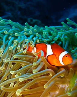 海底世界美丽可爱小丑鱼图片