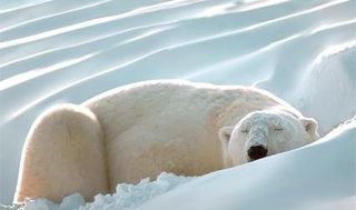 逼真的AI绘制逼真的北极熊向量