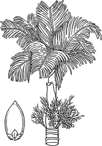槟榔剪贴画