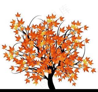 枫树矢量素材