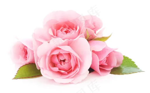 粉色玫瑰花静物设计素材