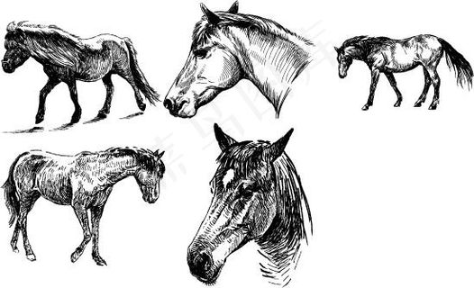 素描马画稿矢量图 AI