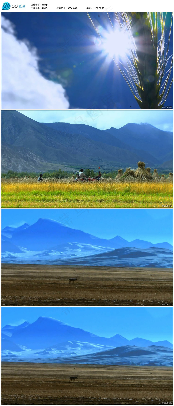 蓝天白玉下的麦穗视频素材