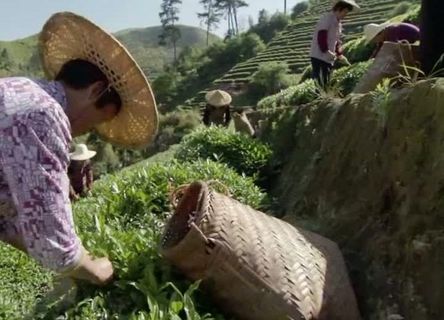 采茶背景视频素材图片