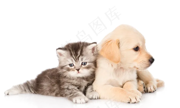 小猫小狗免抠元素