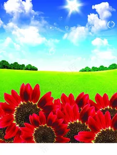 夏天的向日葵图片