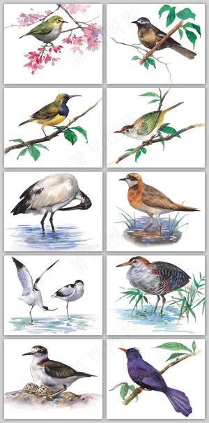 高清手绘插画水彩飞行鸟类背景设计素...