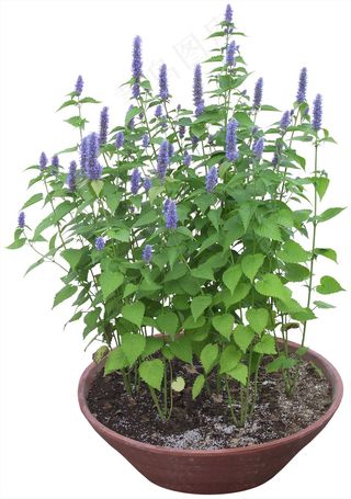 高清免抠植物茴藿香