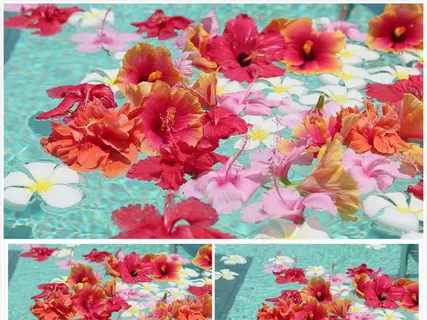 热带泳池鸡蛋花扶桑花创意视频