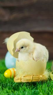 小鸡高清摄影图片