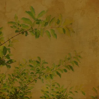 棕色肌理植物背景