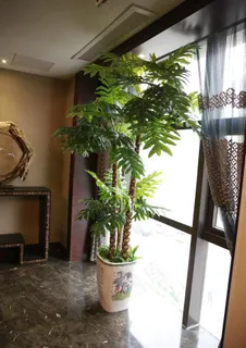 绿植图片 绿植图片