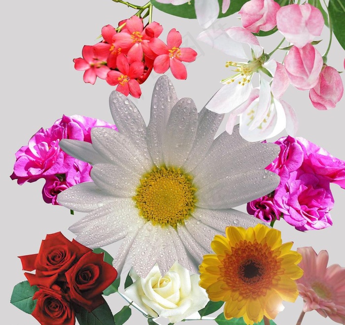 各种鲜花图片