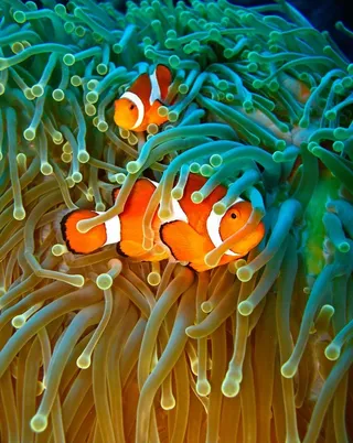 海底世界美丽可爱小丑鱼图片