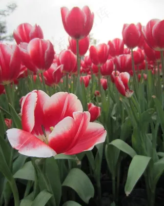 春天的郁金香图片