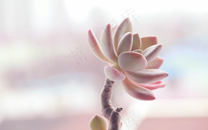 多肉植物图片
