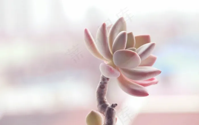 多肉植物图片