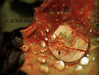 2012年夏日植物摄影