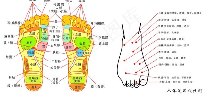 脚底反射示意图图片cdr矢量模版下载