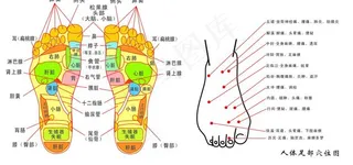 脚底反射示意图图片