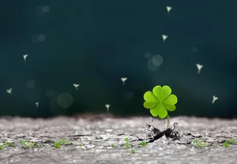 四叶草图片 四叶草图片