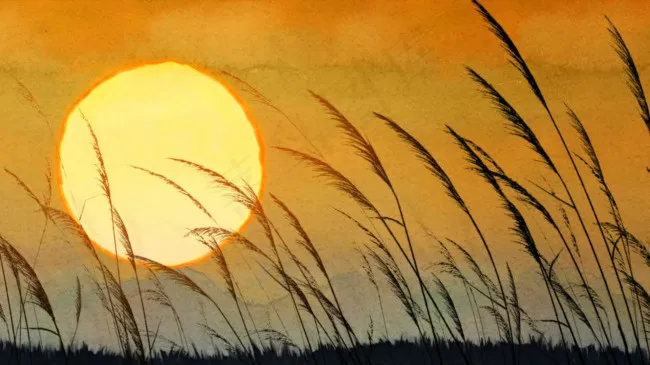 黄昏美景,夕阳下的芦苇草无限循环视...