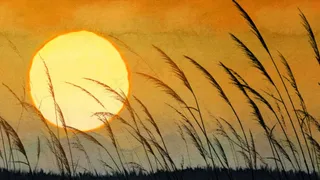 黄昏美景,夕阳下的芦苇草无限循环视...