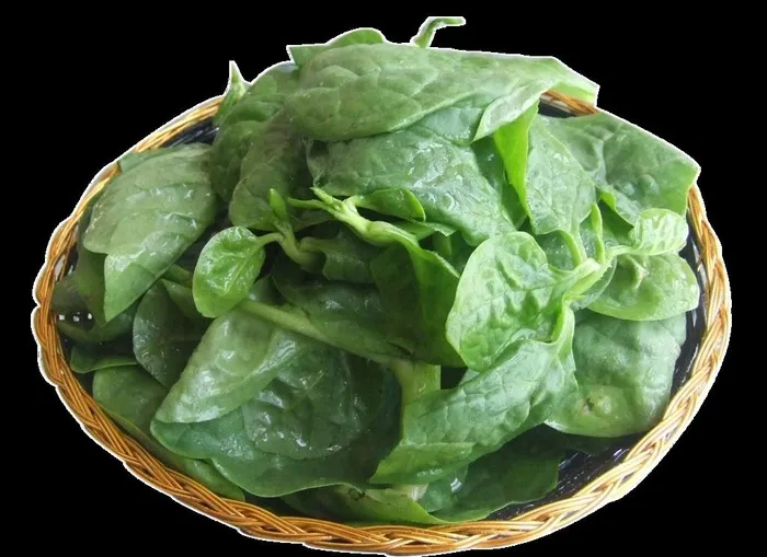 木耳菜图片