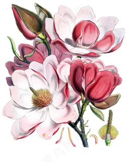手绘木兰花图片 手绘木兰花图片
