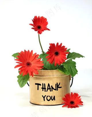 盛开的花朵——高清图片