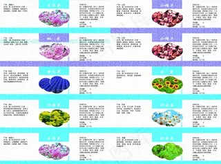 千草堂花茶系列