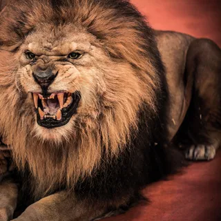 狮子高清图