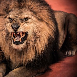 狮子高清图