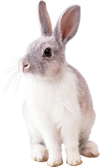 棕白色的小兔子